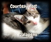 Jalapeno - Photo 1