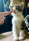 Jalapeno - Photo 3