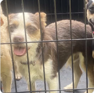 Cephus, an adoptable Chihuahua in Silver Spring, MD