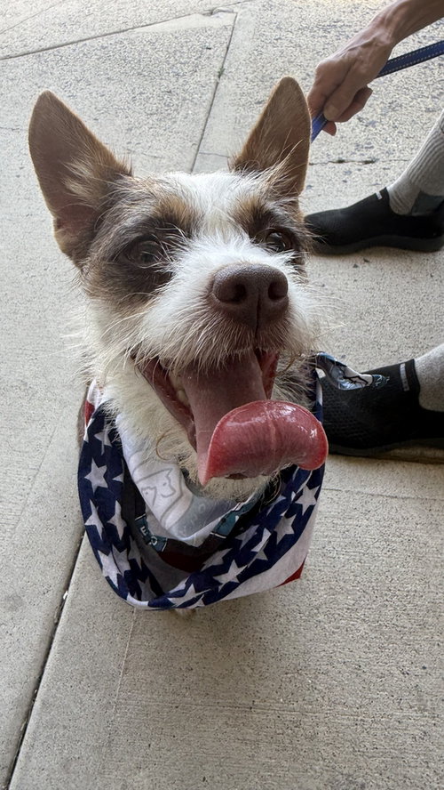 Cephus, an adoptable Chihuahua in Silver Spring, MD