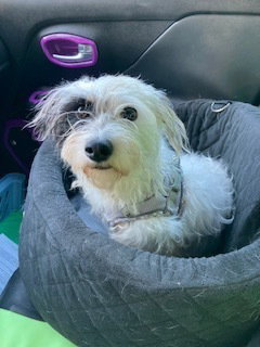 Heidi, an adoptable Terrier in Silver Spring, MD