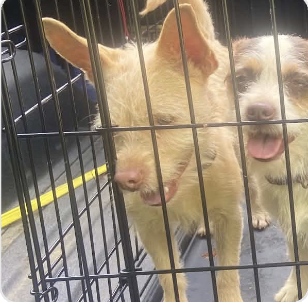 Spanky, an adoptable Chihuahua in Silver Spring, MD