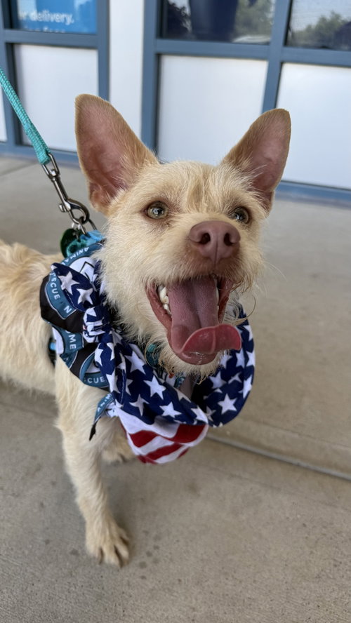 Spanky, an adoptable Chihuahua in Silver Spring, MD