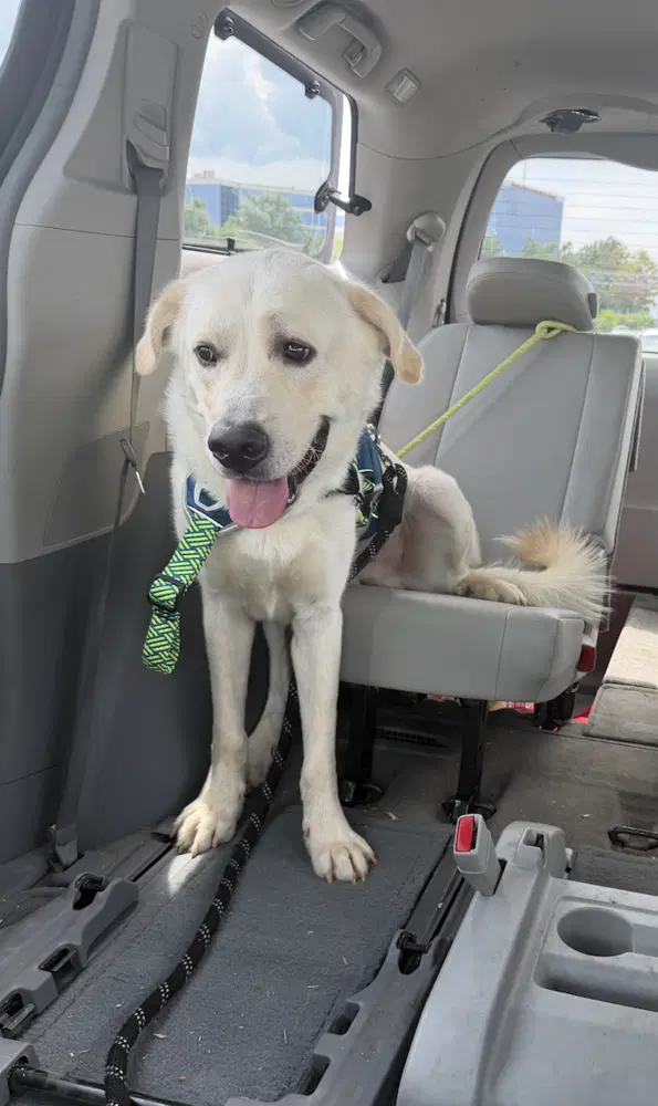 Buddy - Great Pyrenees