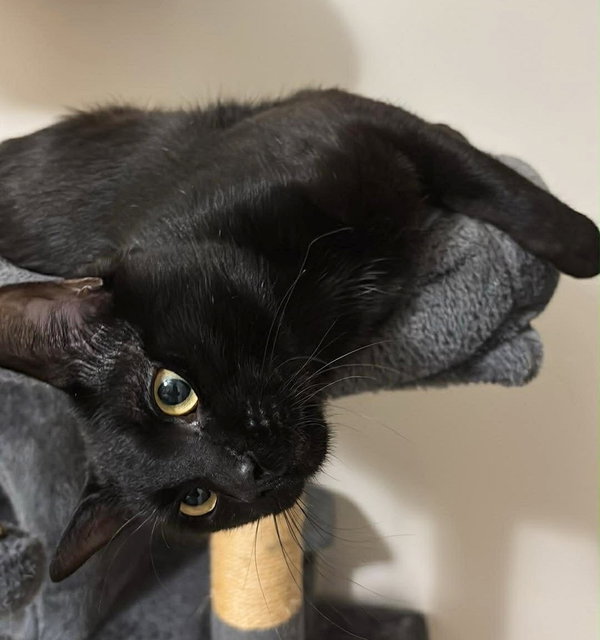 Mojo