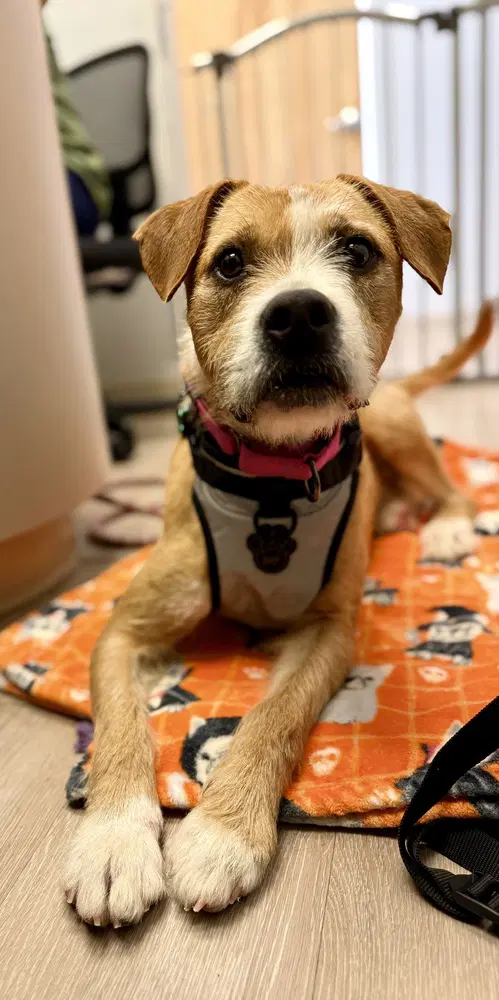 Abby - Parson Russell Terrier