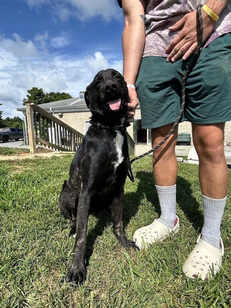 Grizzly - Labrador Retriever