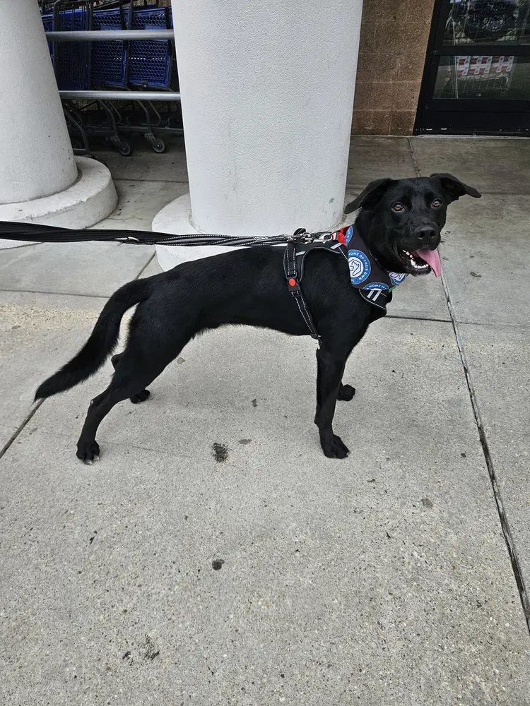 Grizzly - Labrador Retriever