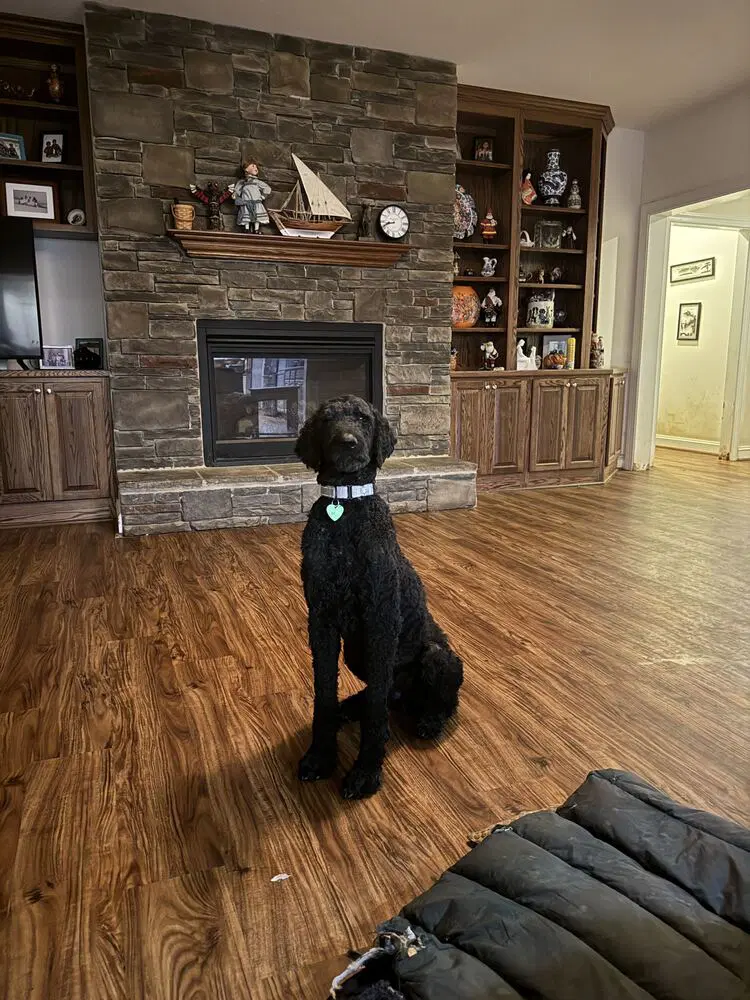 Seppe - Poodle (Standard)