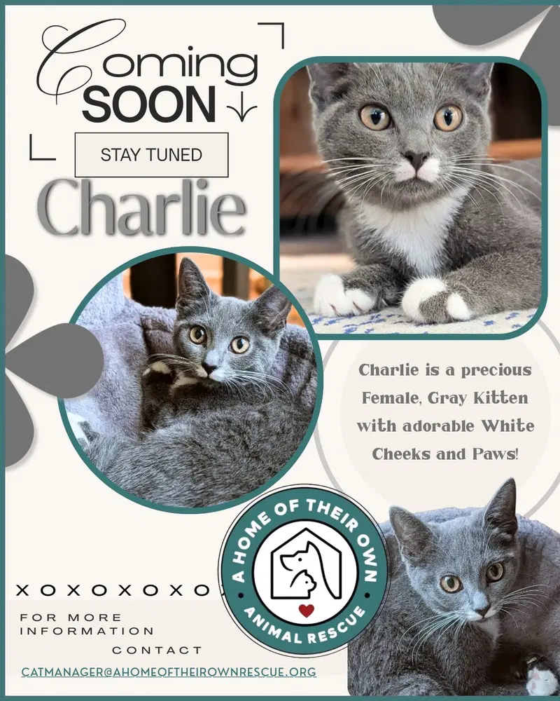 Charlie - Domestic Short Hair