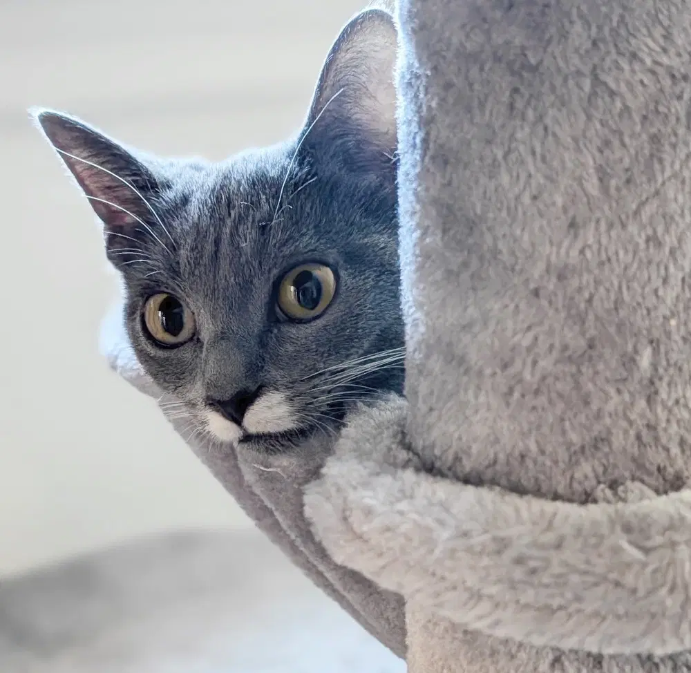 Charlie image 3