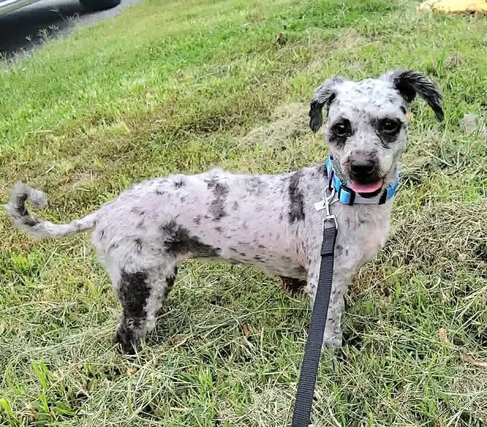 Minnie Mouse - Poodle (Miniature)