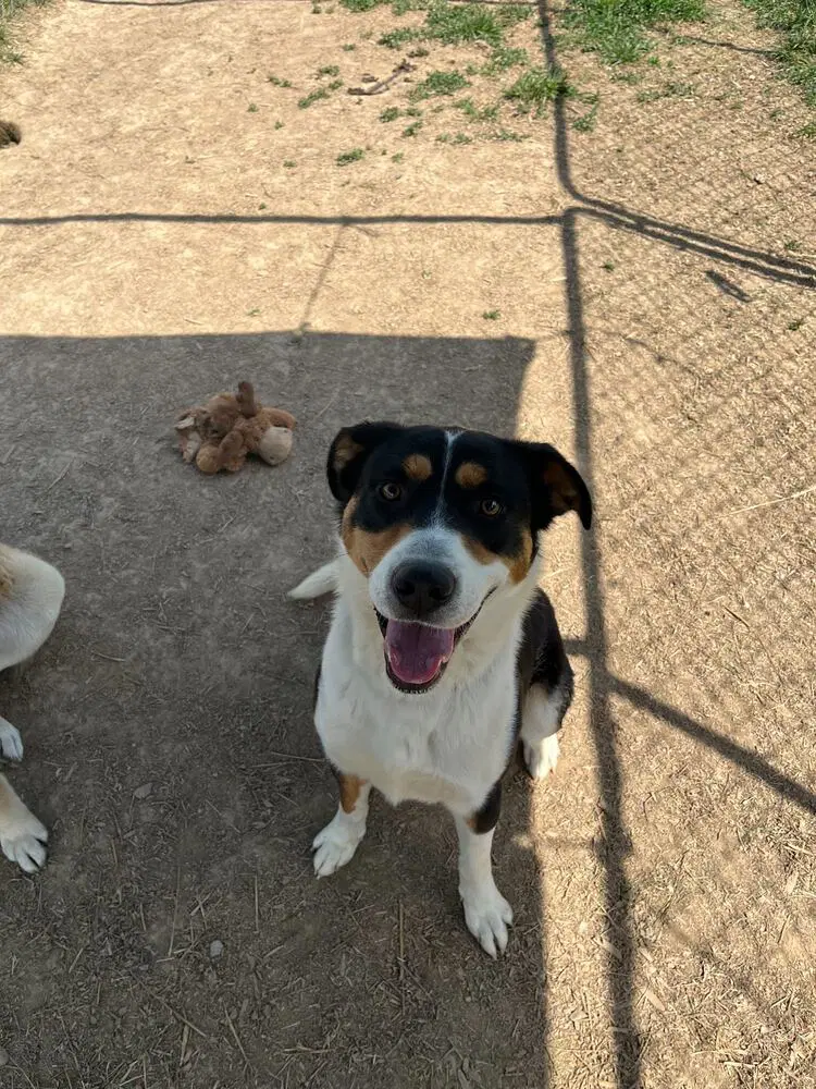 Archie - Australian Shepherd