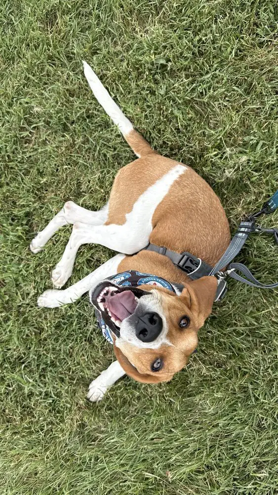 Benny - Hound