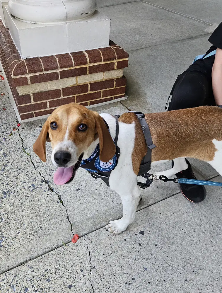Benny - Hound