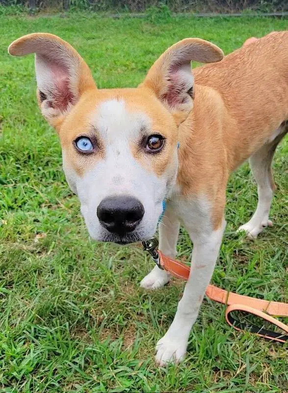 David Bowie - Collie