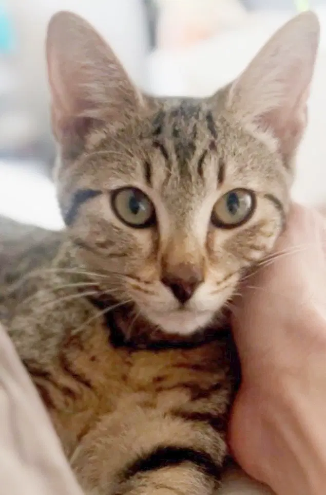 Buggs - Domestic Short Hair