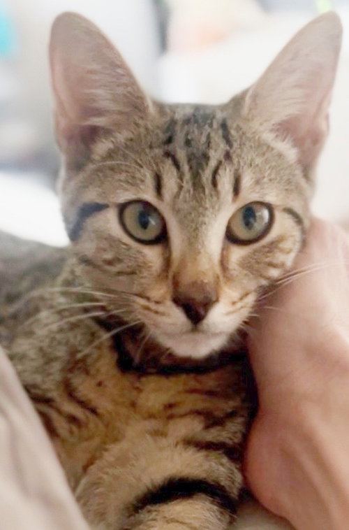 Buggs, a cat for adoption from A Home of Their Own Animal Rescue