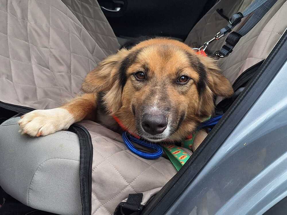 Sadie image 4