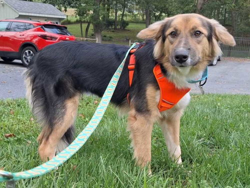 Sadie, a dog for adoption from A Home of Their Own Animal Rescue
