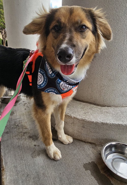 Photo 3 of Sadie