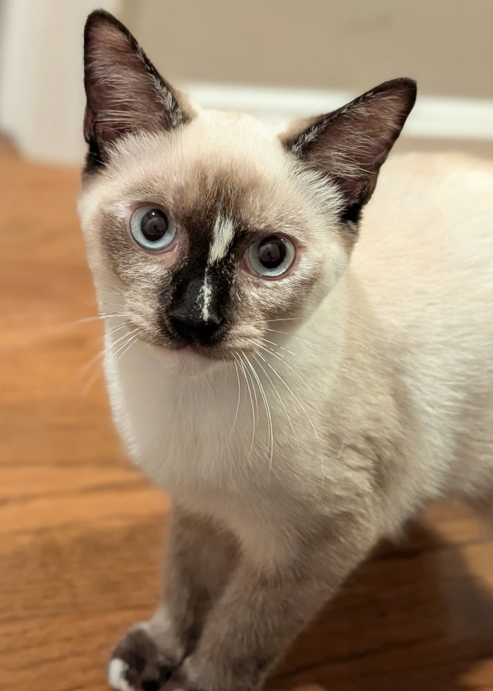 Frankie, Domestic Short Hair
