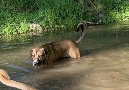 Photo 4 of Duke
