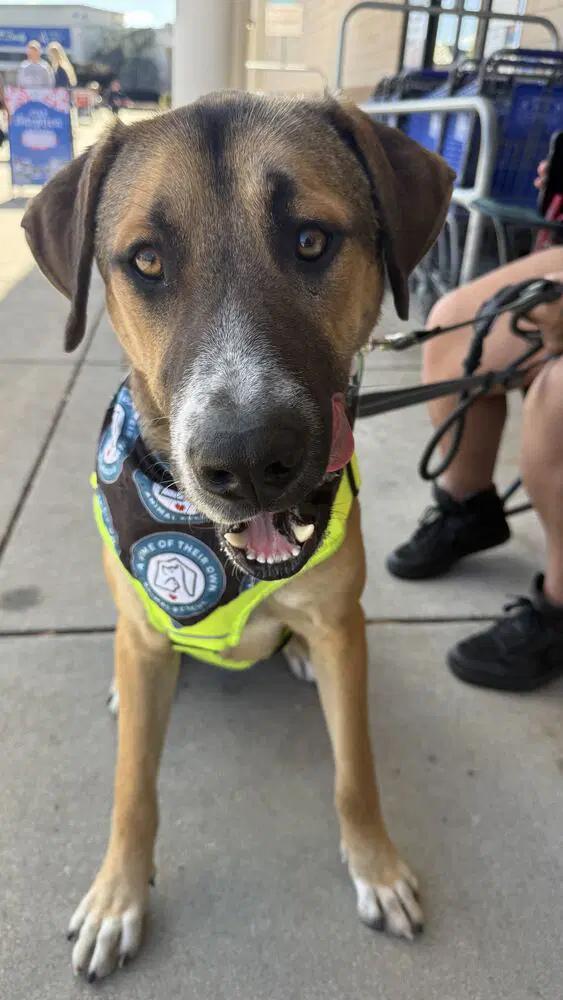 Duke - Great Dane