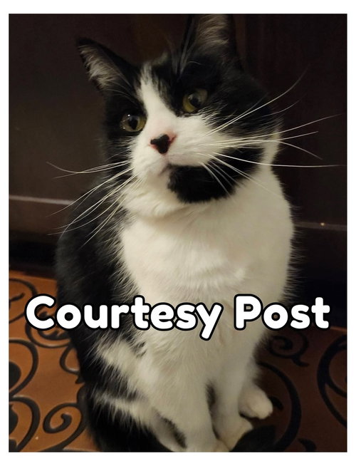 Velma (Lady), a cat for adoption from A Home of Their Own Animal Rescue