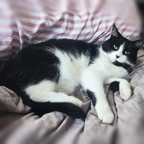 Photo 4 of Velma (Lady)