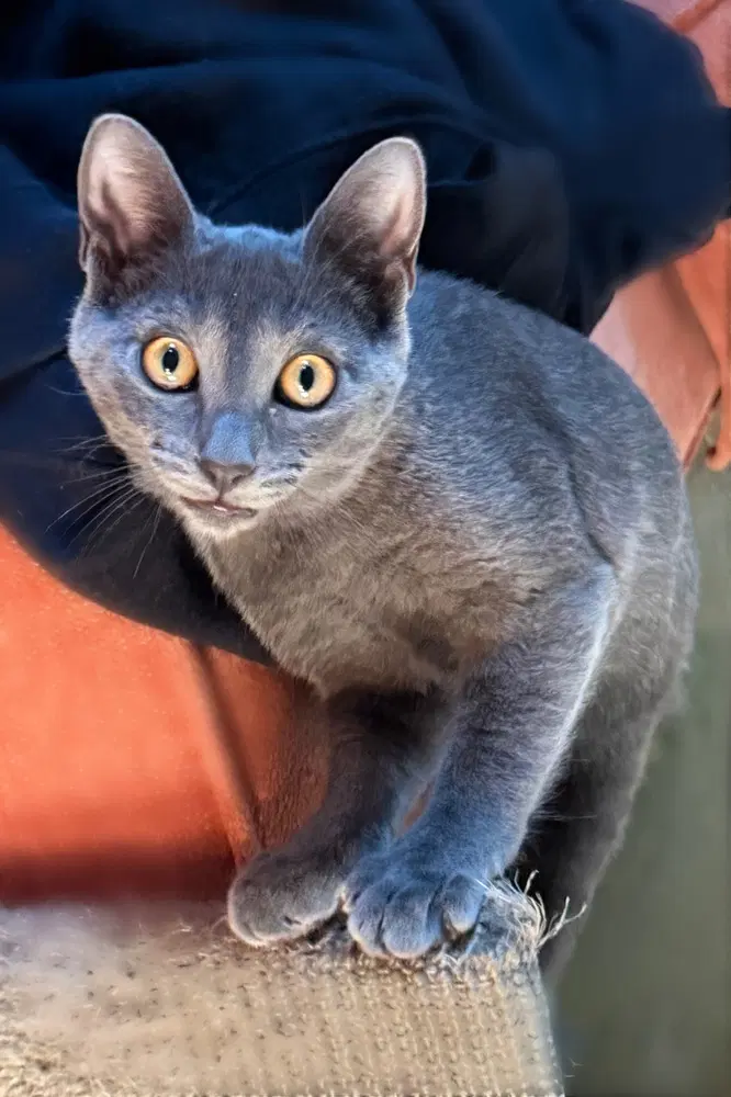 Joey - Domestic Short Hair