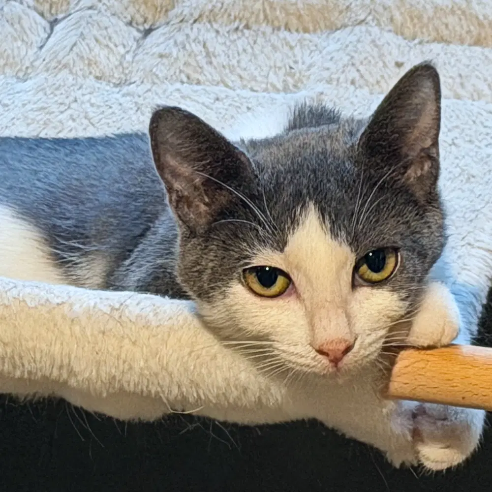Dani - Domestic Short Hair