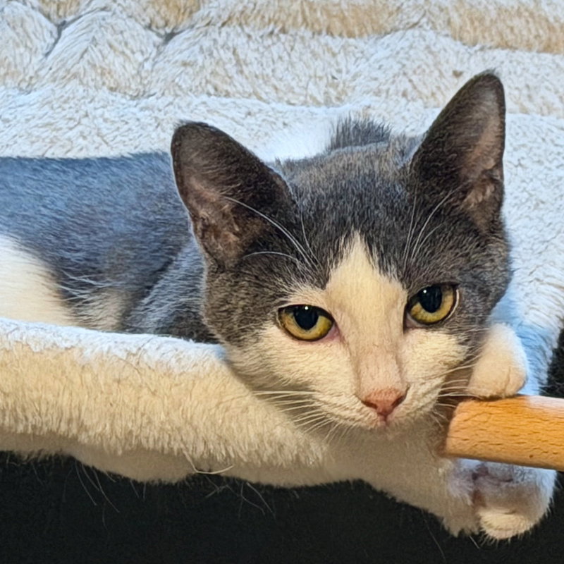 Dani, a female kitten up for adoption