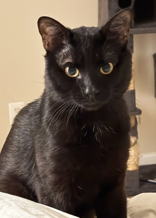 Mojo, a cat for adoption from A Home of Their Own Animal Rescue