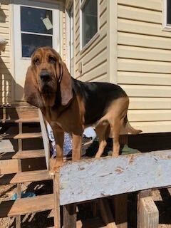 Copper, dog