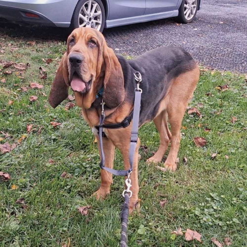 Copper, a dog for adoption from A Home of Their Own Animal Rescue