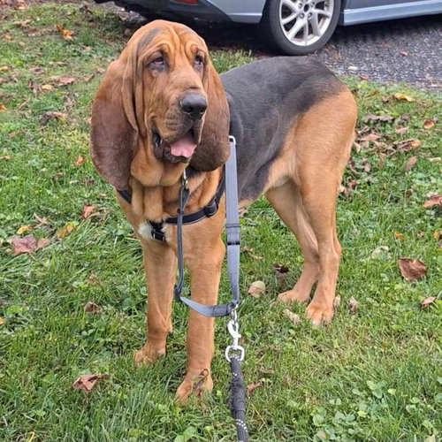Photo 4 of Copper