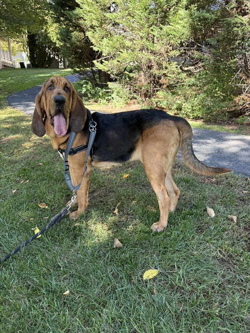 Copper, a Bloodhound / Mixed dog for adoption in Silver Spring, MD, photo 1 of 4