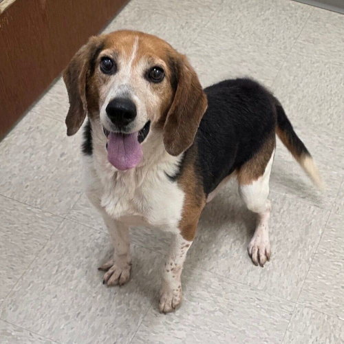 Arkansas, a dog for adoption from A Home of Their Own Animal Rescue