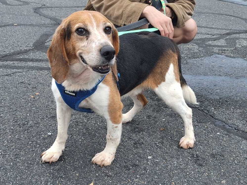 Arkansas, a Beagle dog for adoption in Silver Spring, MD, photo 1 of 4