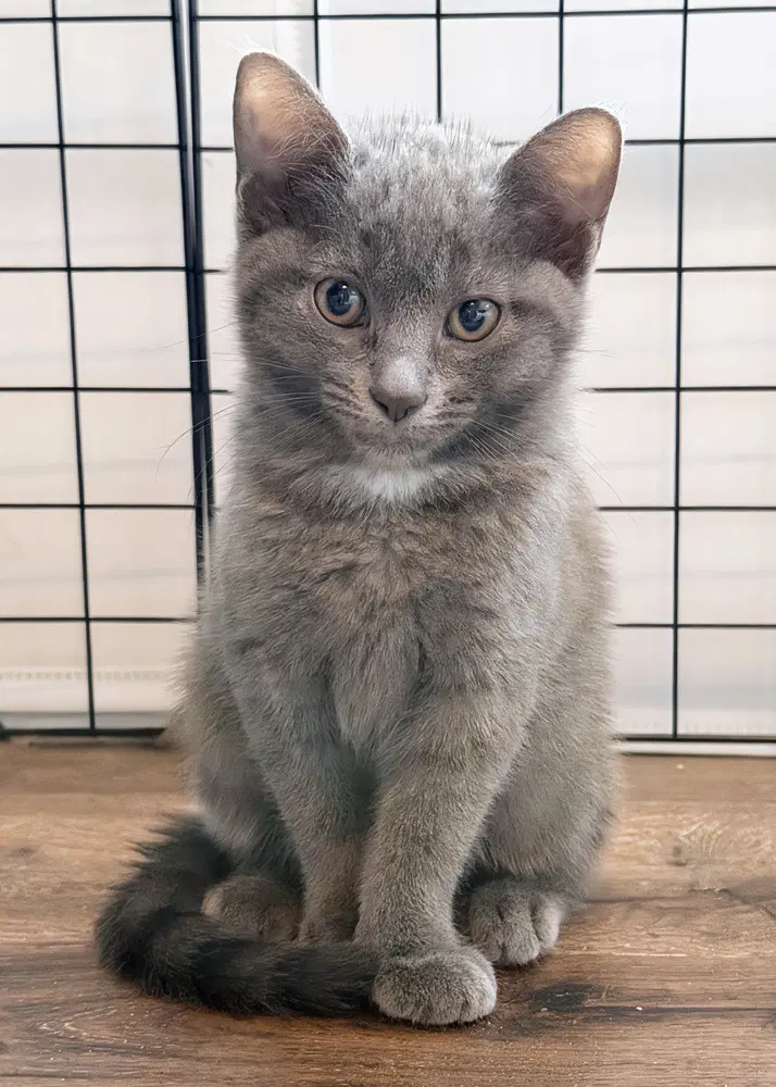 Daisy - Domestic Short Hair