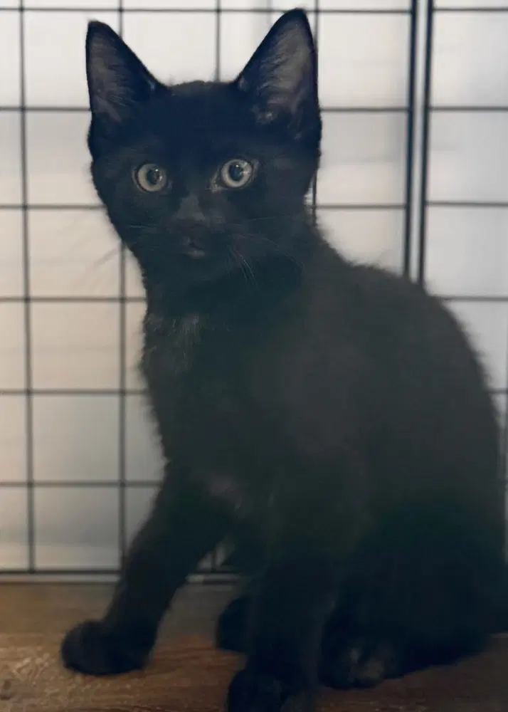 Gatsby - Domestic Short Hair