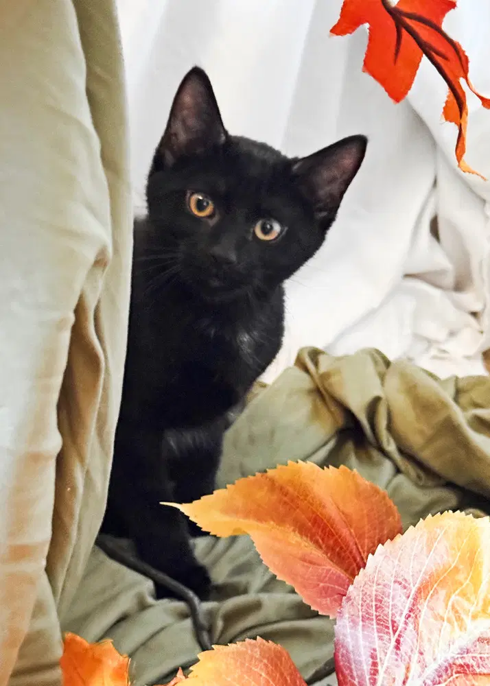 Gatsby - Domestic Short Hair