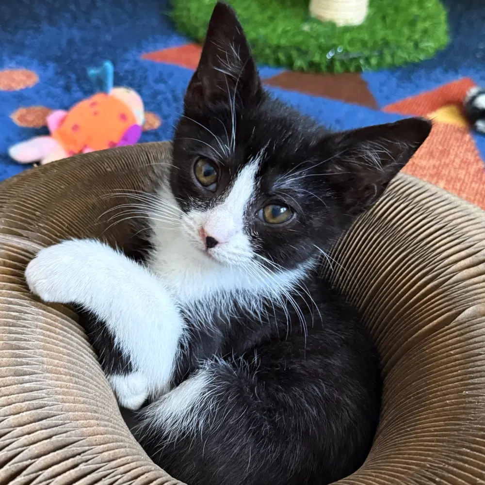 Magpie - Domestic Short Hair