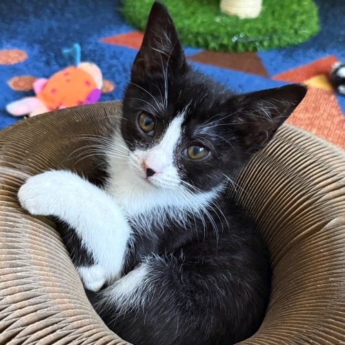 Magpie, a Domestic Short Hair (short coat) cat for adoption in Silver Spring, MD, photo 1 of 4