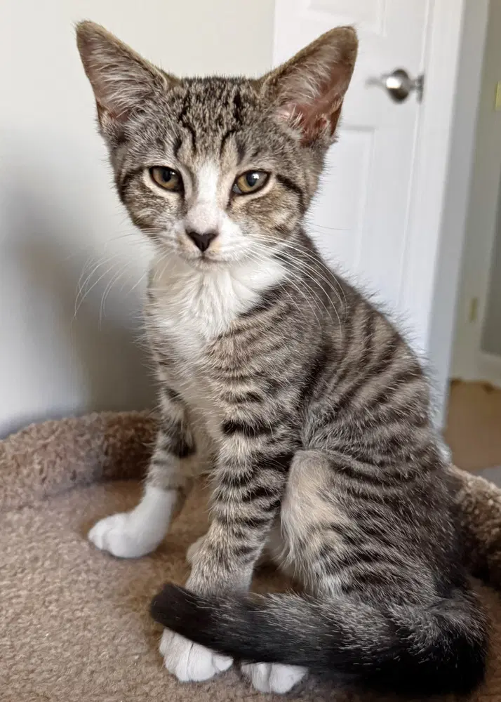 Rockette - Domestic Short Hair