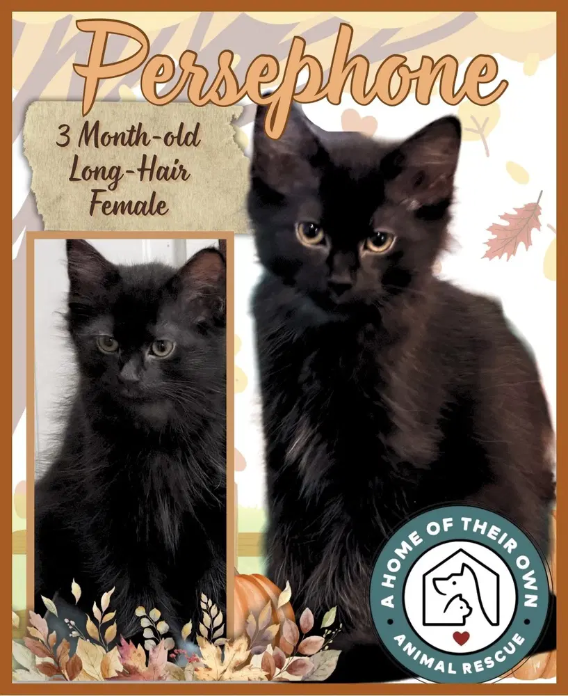 Persephone - Domestic Long Hair