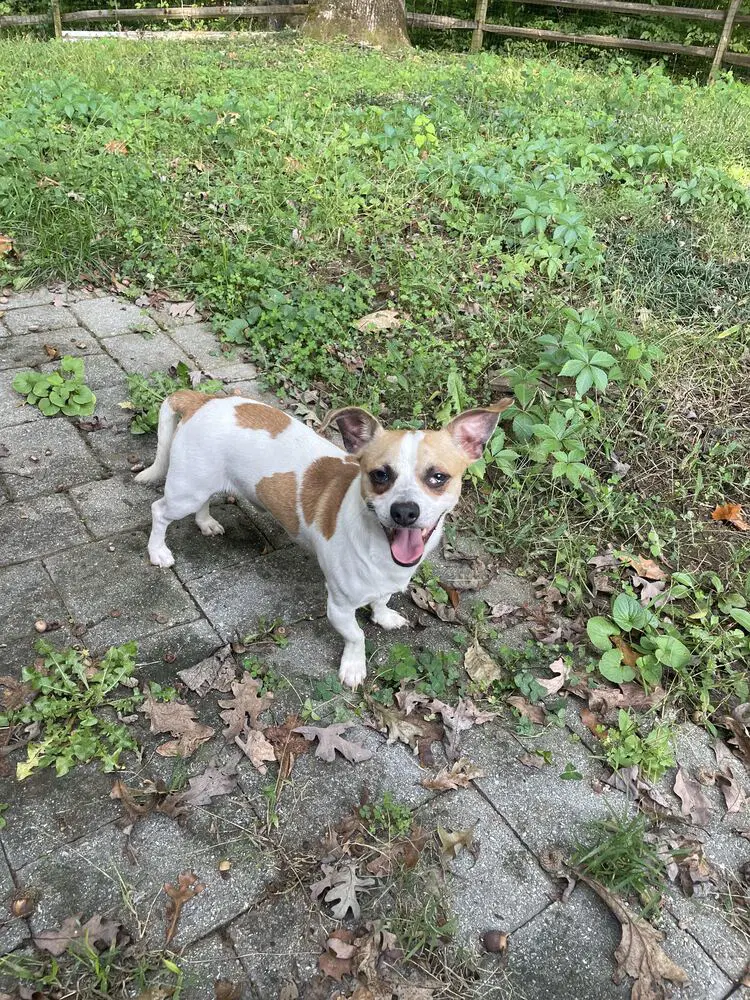 Hector - Chihuahua
