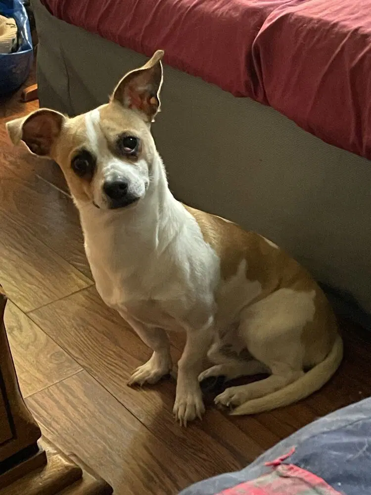 Hector image 2