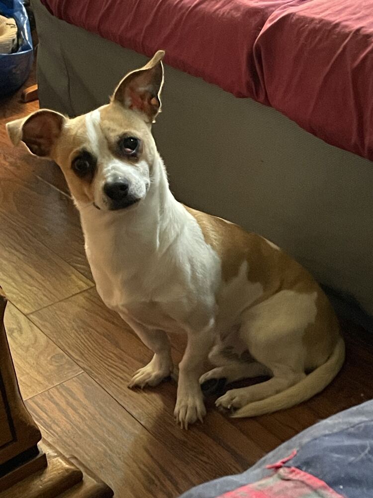 Hector, photo 2